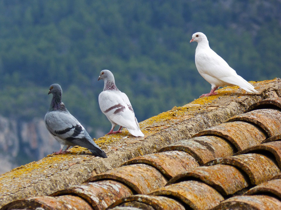 société anti pigeons