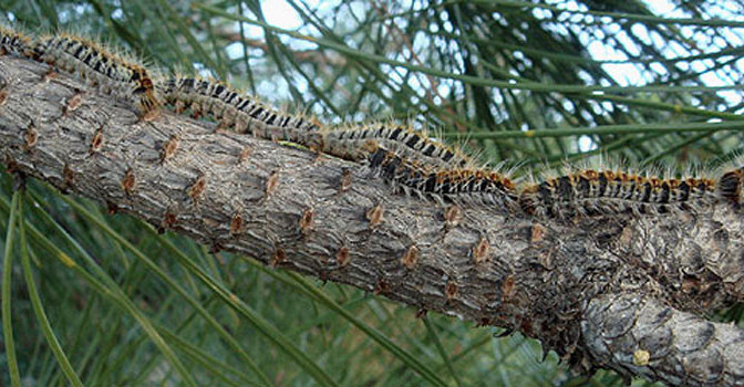 destruction chenille processionnaire