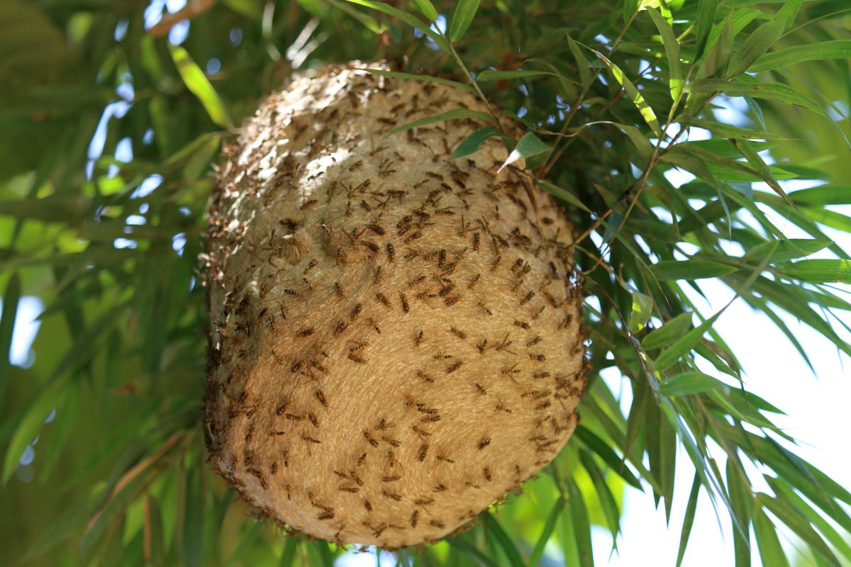 nid de guêpes et frelons